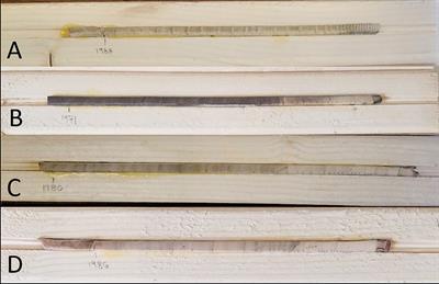 Dendrochronology reveals different effects among host tree species from feeding by Lycorma delicatula (White)